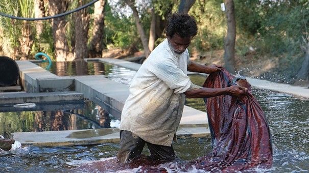 Lavage du tissu
